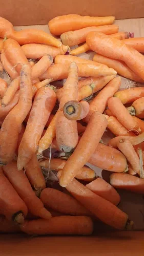 Моркови
